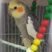 عروس بالغ نر نژاد سینانو