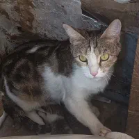 واگذاری گربه رایگان