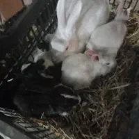 خرگوش کوچک و بزرگ