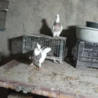 کفتر طوقی .سرور