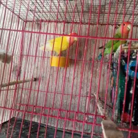 عروس هلندی و طوطی برزیلی