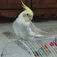 گمشده