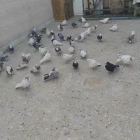 کفتر|پرنده|قرچک, مهدیه|دیوار