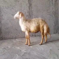 بره قوچ