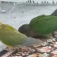 دو عدد طوطی گیرینچیک گم شده است|حیوانات|امیدیه, |دیوار