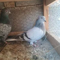 کبوتر. ماده دم سفید .فسا