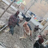 لاری