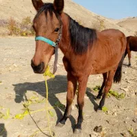 اسب ترکمن|اسب و تجهیزات اسب‌سواری|سنندج, |دیوار