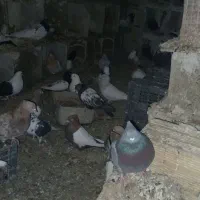 تعداد ۴۰ عدد کبوتر