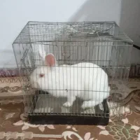 خرگوش سفید خانگی سالم و سرحال