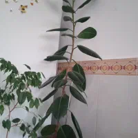 گل روشت زیاد میاد فیکو  تماس پاسخگو هستیم 750000
