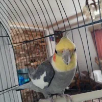 پرنده معاوضه با گرینچیک یا کوتوله رام