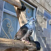 سوسکی نر پرشی