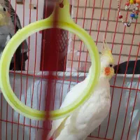 یه جفت عروس هلندی نر و ماده|پرنده|رشت, ولکس|دیوار