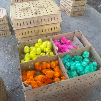 جوجه رنگی از قم