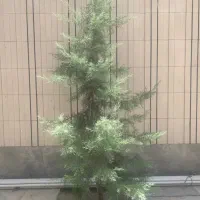 سرو نوئل