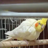 عروس هلندی مولد|پرنده|شیراز, شهرک صادقیه|دیوار