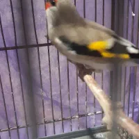 سهره|پرنده|کرمان, |دیوار