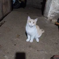 فروش گربه خانگی