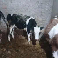 گاو|حیوانات مزرعه|بروجرد, |دیوار