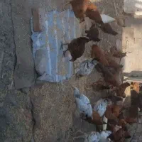 فروش جوجه محلی
