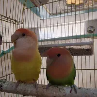 فروش یک جفت کوتوله برزیلی هلویی