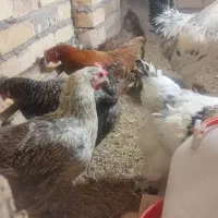 مرغ تخم گذار جوان خروس جوان قلدر