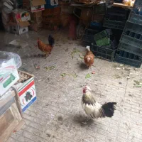 مرغ و خروس زینتی