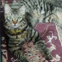 گربه بسیار زیبا.رایگان