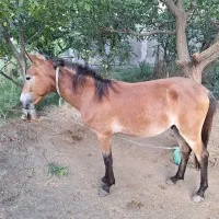 اسب 14ماهه|اسب و تجهیزات اسبسواری|انگوت, |دیوار