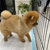 پامرین با کیفیت|سگ|یزد, |دیوار