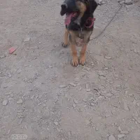 سگ ژرمن شپرد