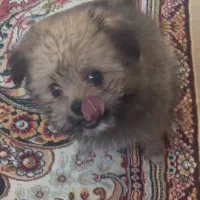 پودل پامر دوماهه