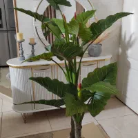 درختچه بابا آدم