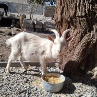 سانن نر اصل