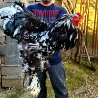 فروش جوجه برهمای بلک متلد