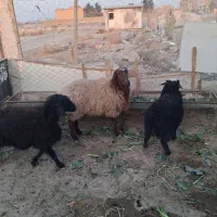 بر نر و ماده سوا کن جدا کن