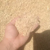 گندم|گل و گیاه طبیعی|شوط, |دیوار