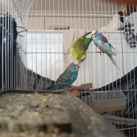 مرغ عشق|پرنده|جوانرود, |دیوار