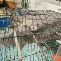 ۵عدد فنچ کینگ باهم|پرنده|بندرعباس, |دیوار