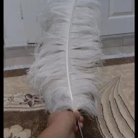پر علامت