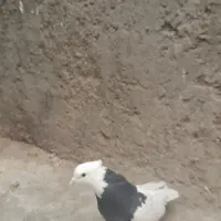 طوقی|پرنده|شهرضا, |دیوار