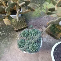 گل کاکتوس|گل و گیاه طبیعی|ماسال, |دیوار