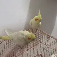 عروس هلندی لوتینو