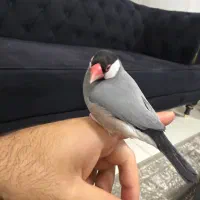 فنچ نرگسی چلوندنی نر