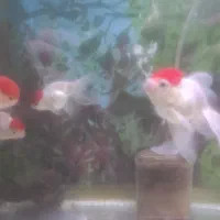 فروش انواع ماهی زینتی|ماهی|شاهینشهر, فردوسی|دیوار