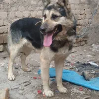 سگ ژرمن|سگ|فاروج, |دیوار