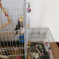 عروس هلندی گمشده
