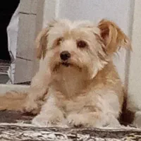 سگ ماده مهربون آپارتمانی|سگ|ورامین, ورامین|دیوار