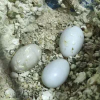 ۶ عدد فنچ  و چهار تخم همراه با دو قفس و وسایل|پرنده|کرمانشاه, |دیوار